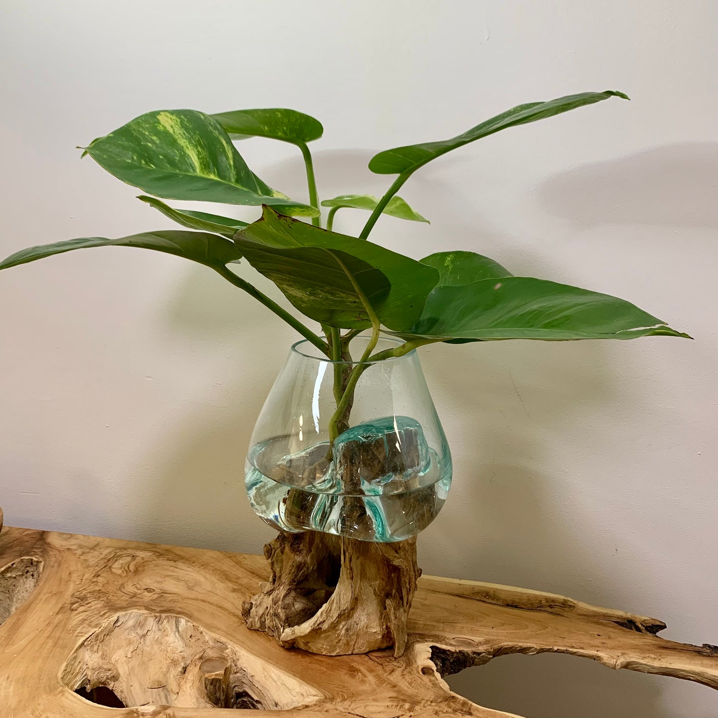 Tropical Plant With Molten Glass on Driftwood