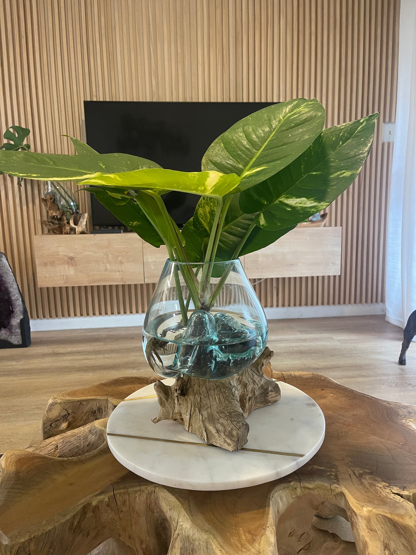 Tropical Plant With Molten Glass on Driftwood