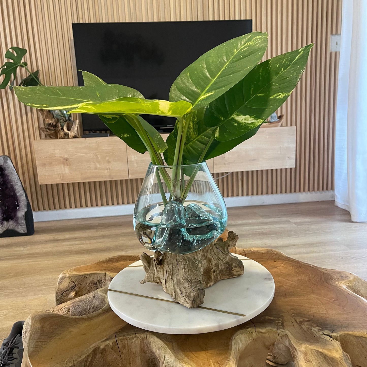 Tropical Plant With Molten Glass on Driftwood