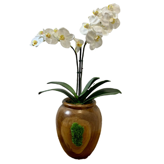 Artificial Large Orchid Flower Composition in Teak Wood and Natural Moss