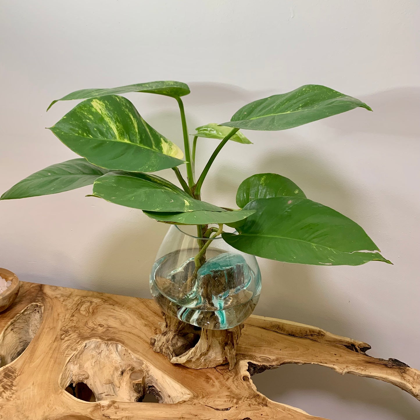 Tropical Plant With  Molten Glass on Driftwood