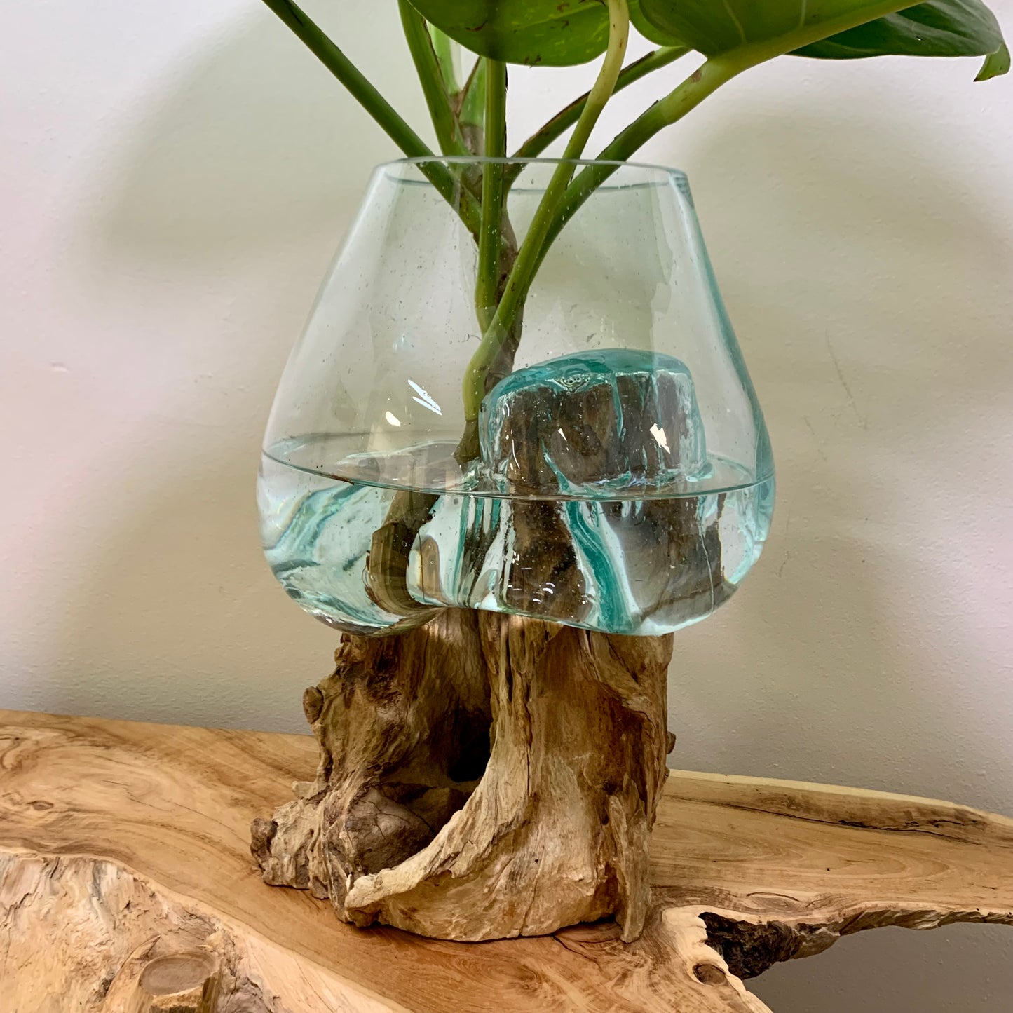 Tropical Plant With  Molten Glass on Driftwood