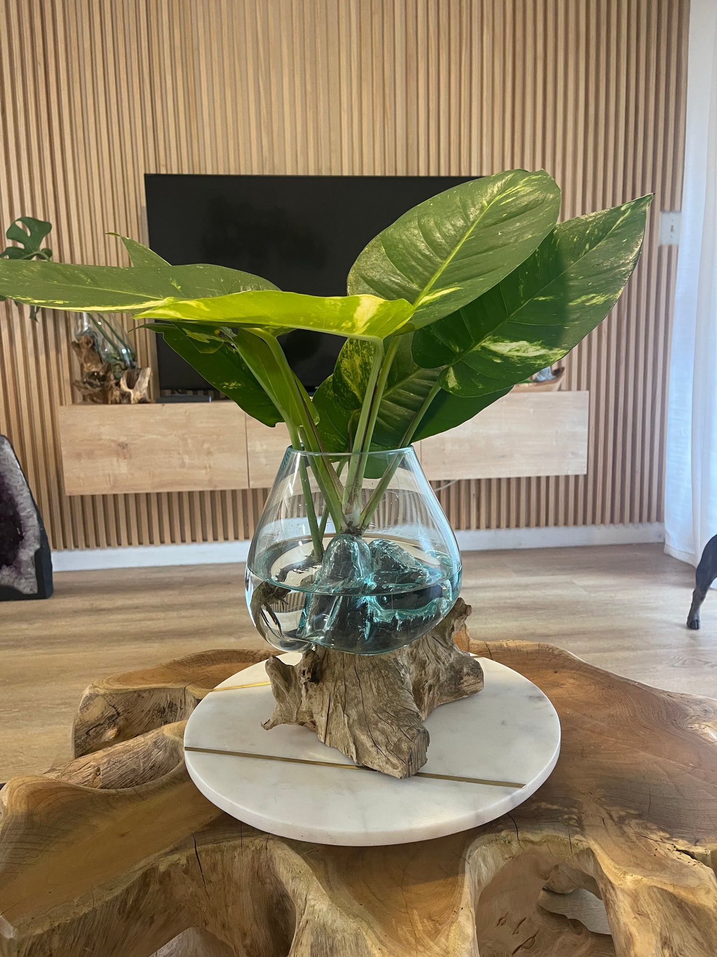 Tropical Plant With  Molten Glass on Driftwood