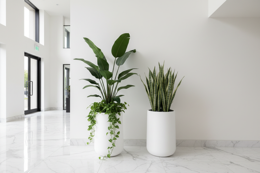 Luxury Artificial Plant Collection - Bird of Paradise & Snake Plant in White Planters