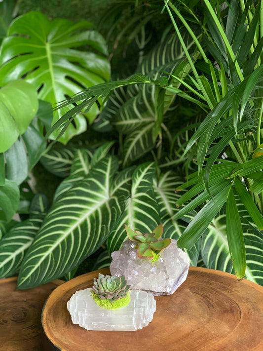 Crystals and Succulents