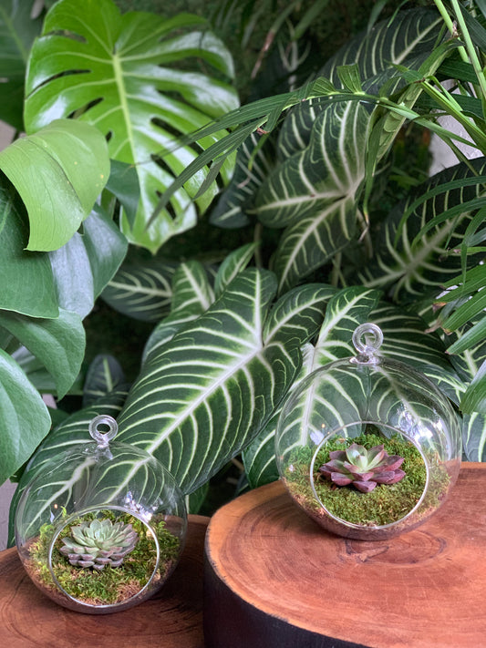 Succulents in Glass Terrarriums