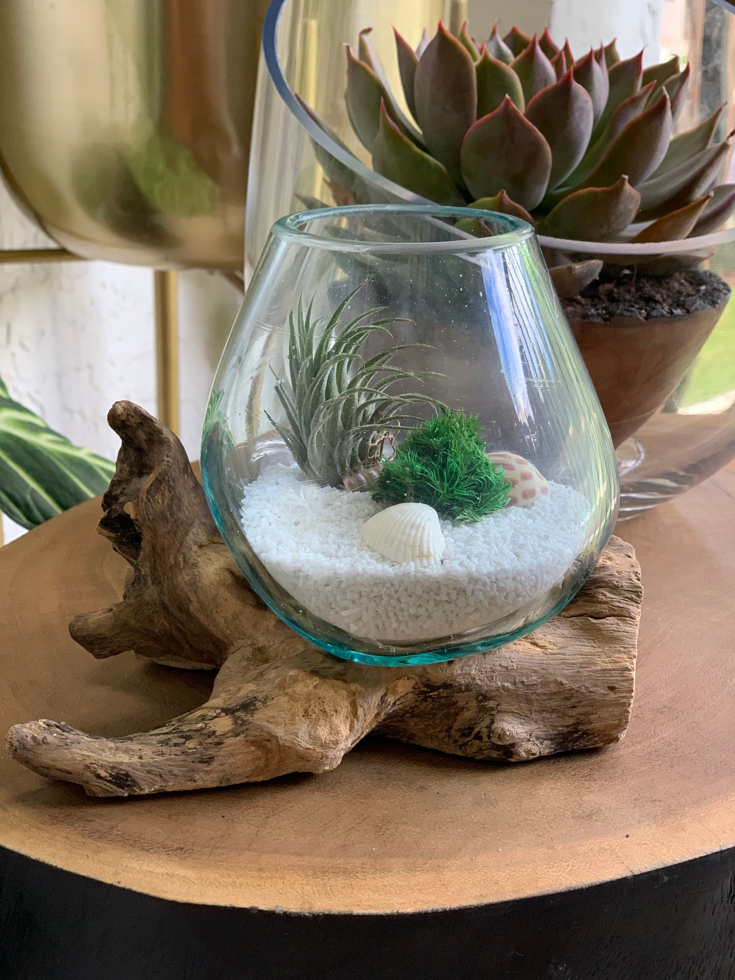 Tropical Terrarium displayed on Driftwood