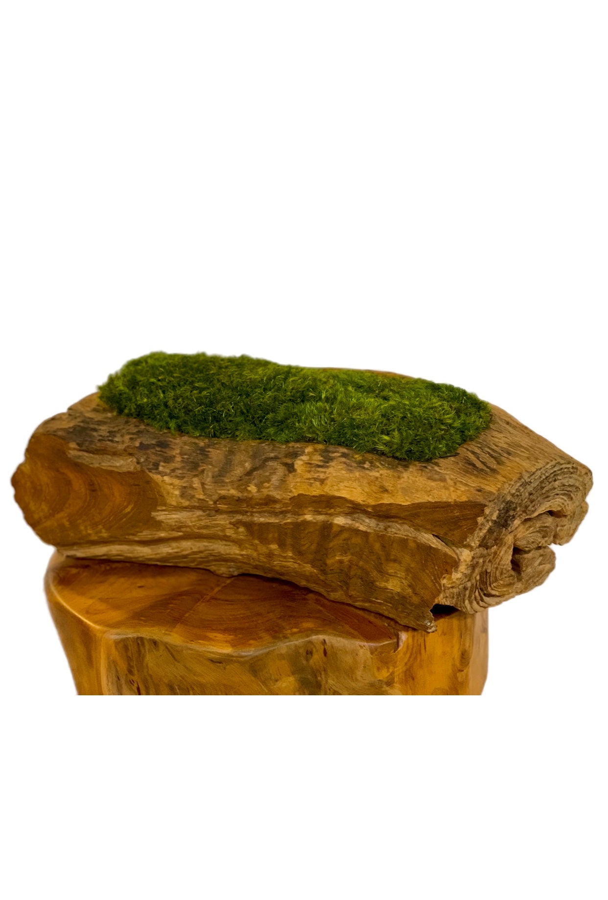 Moss in Natural Teak Wood