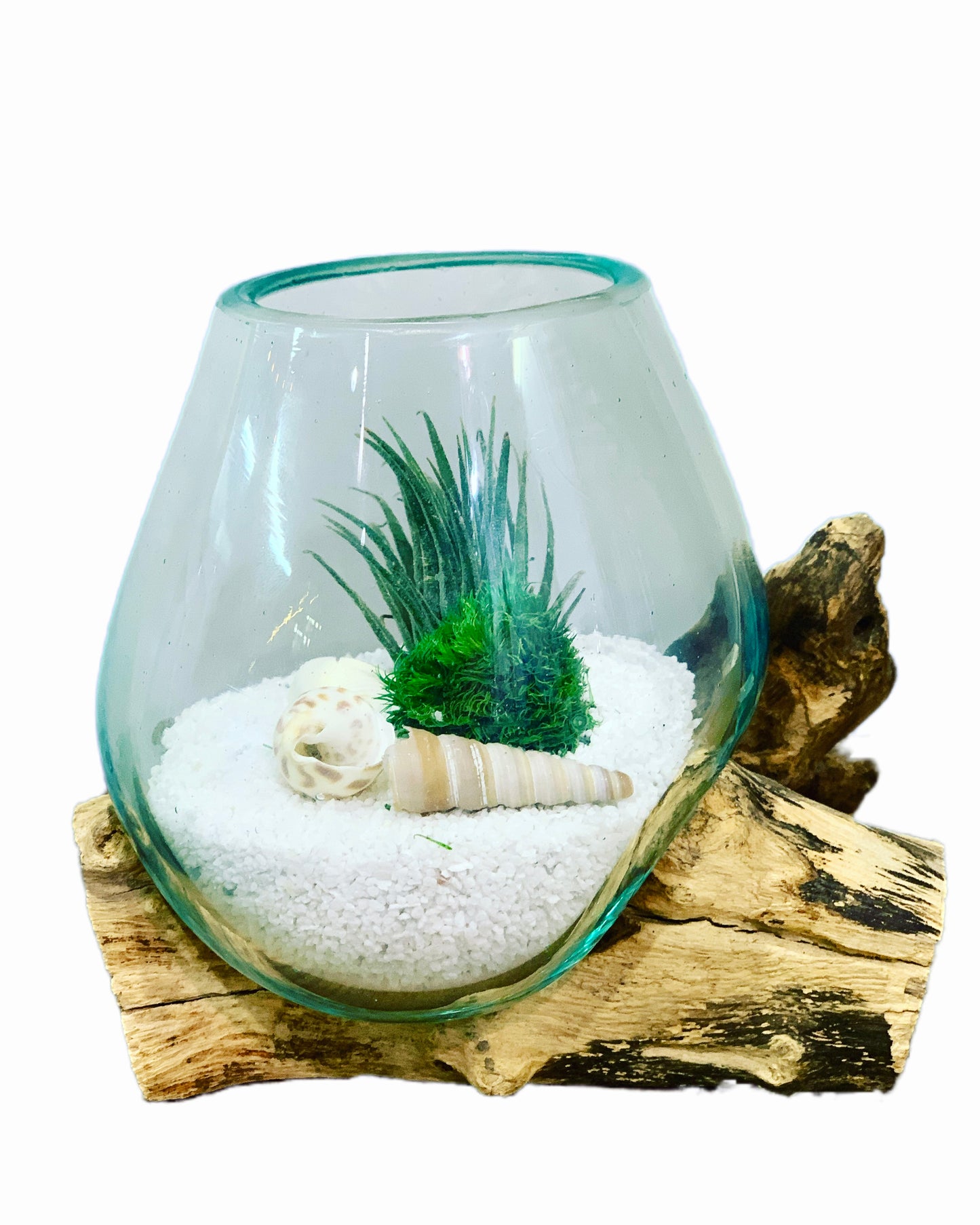 Tropical Terrarium displayed on Driftwood