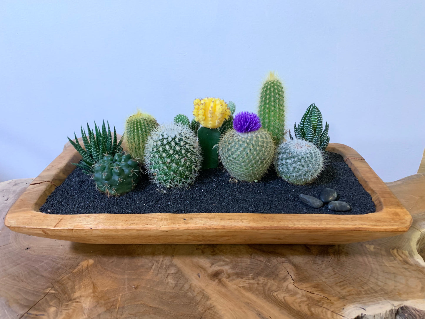 Cacti Displayed in a Natural Wood Tabletop (This is a custom piece ordered to make)