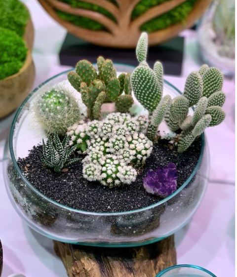 Cacti TerrariumDisplayed on Handblown Molten Glass on Driftwood (This is a custom piece ordered to make)