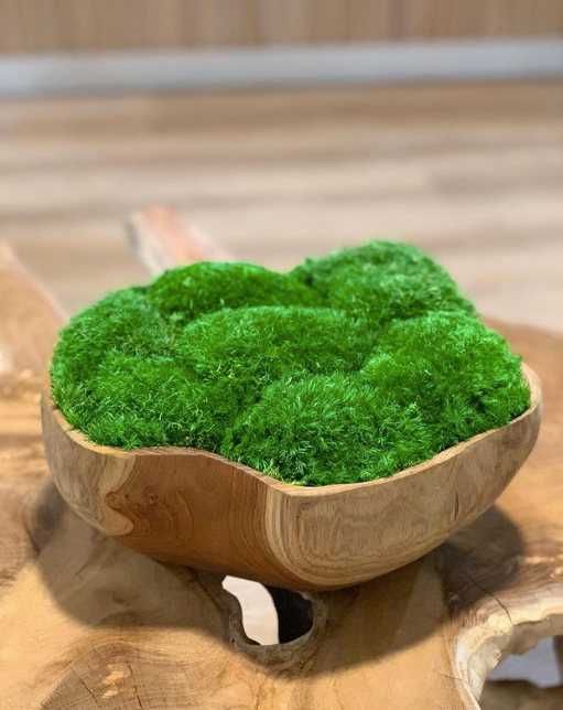 Moss Displayed on Wood